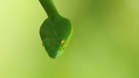 The-White-lipped-Pit-Viper-is-a-venomous-pit-viper-endemic-to-Southeast-Asia-and-is-often-found-during-the-night-waiting-on-a-branch-or-limb-of-a-tree-near-a-body-of-water-with-plenty-of-food-items