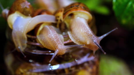 Detailed-close-up-of-slimy-garden-snails-with-tentacles-on-rim-of-jar