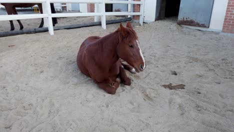 a dark brown colored horse with white blaze is sitting down in the sand in his enclosure outside a stable