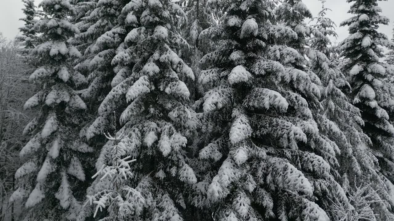 Snowy forest with tall evergreen spruce trees, serene winter atmosphere and pristine beauty. The drone slowly takes off along the trees. Aerial shot.