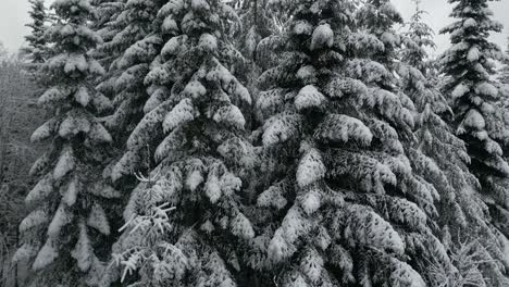 snowy forest with tall evergreen spruce trees, serene winter atmosphere and pristine beauty. the drone slowly takes off along the trees. aerial shot.