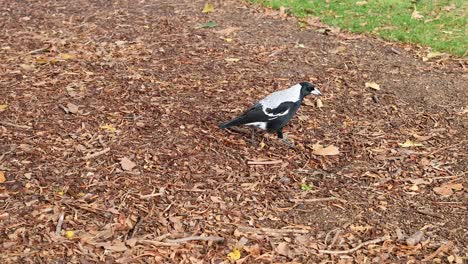 magpie walking on mulch near grassy area