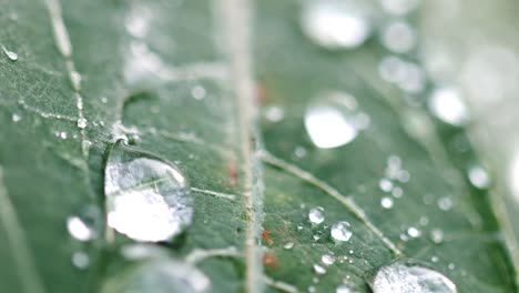 morning dew drops on green leaves. macro shot