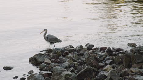 a single blue heron spotted looking for food near the rocky shore of serene river