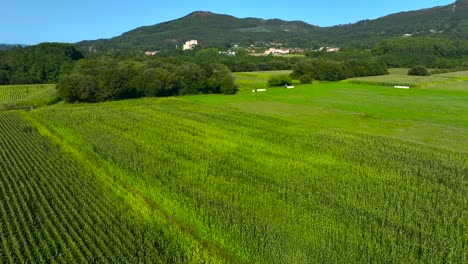 Vista-Aérea-Panorámica-De-Campos-Verdes-De-Maíz-En-Crecimiento-Cerca-De-Padrón-En-Rois,-A-Coruña,-España