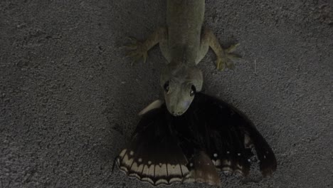 lizard finally got his pray  and eating