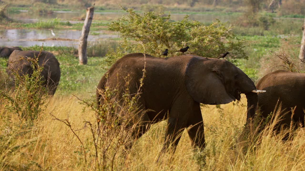 African elephants walk beside flooded plains at dawn as red-billed oxpeckers perch on their backs, foraging ticks among golden savanna grass in a protected reserve, Uganda, near Nile River