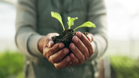 Person-hands,-plants-and-gardening-soil