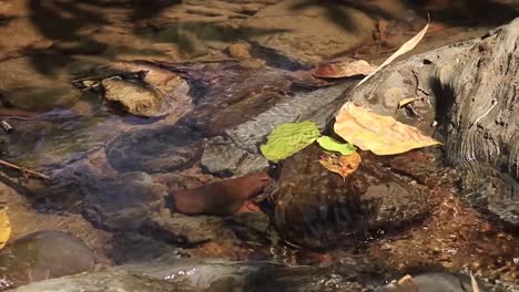 View-of-a-water-stream-,-crystal-clear-water-flowing-in-nature,-rocks-and-shallow-water