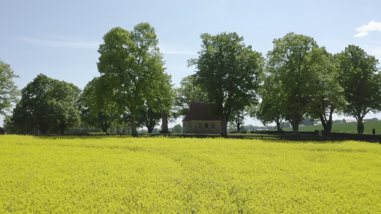 toma aérea que va hacia atrás desde una pequeña casa solitaria rodeada de árboles e inclinándose hacia abajo al final en el campo de canola amarillo flores de colza