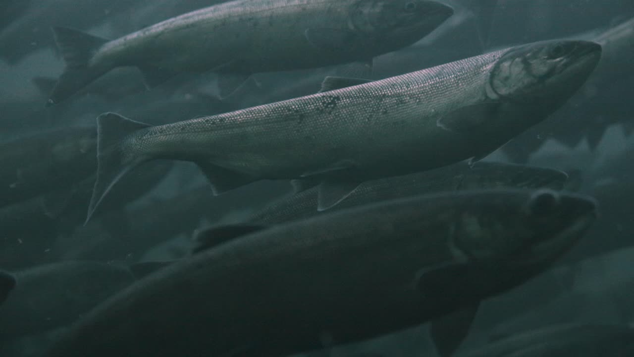 Detail of adult salmon in a large school swimming in a deep water canyon in the Pacific Northwest
