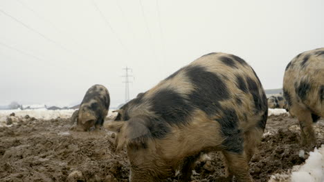 Group-of-Pigs-digging-in-frosty-mud-during-winter-season-at-farm,close-up-shot