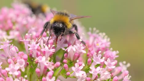 bumblebee on pink flowers