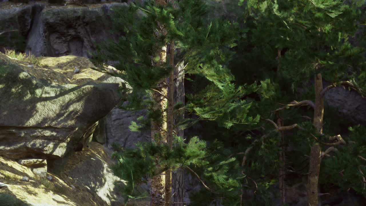 Tall trees surrounded by rocky terrain in a lush outdoor setting