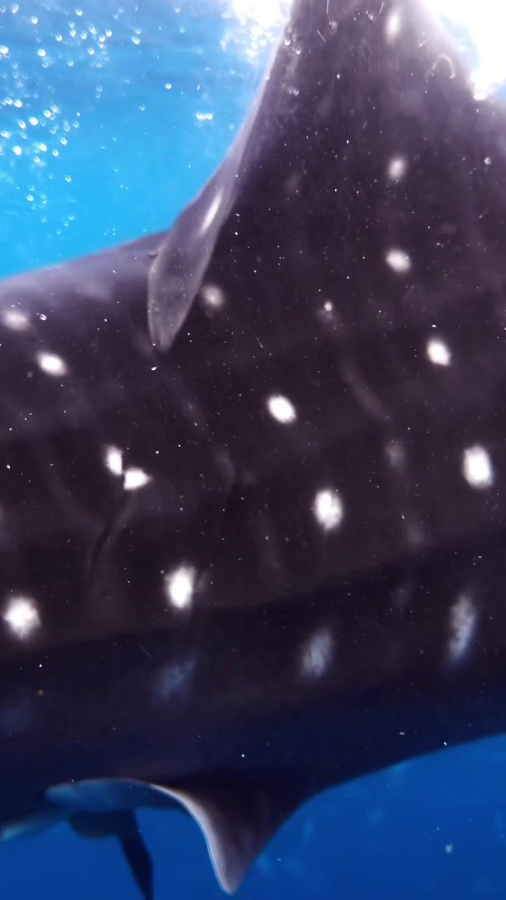 A whale shark glides beneath the ocean surface, its distinct spotted patterns visible in the clear, vibrant blue waters. Ideal for marine life documentaries or educational content.