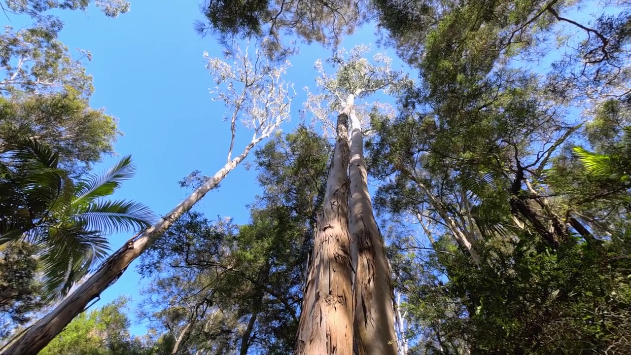 Ripresa panoramica verso l'alto di imponenti eucalipti contro un cielo azzurro limpido a Sancrox, Australia