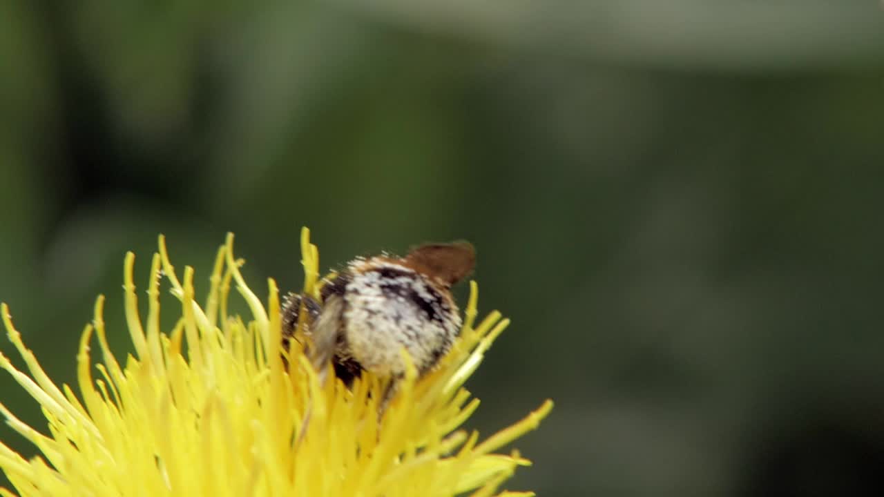 un primer plano macro de un abejorro en una flor amarilla en busca de comida