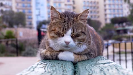 beautiful cat relaxes on the bench in a city park