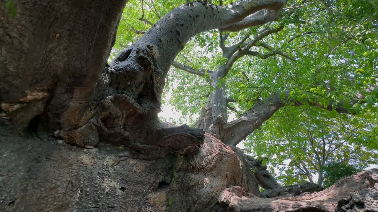 Hundreds years ago fallen down ancient baobab tree on Kwale Island in Zanzibar, Tanzania
