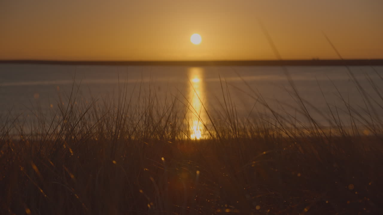 야생 해변 잔디는 해가 뜨면 바람에 가까이 다가와 태양에 의해 등을 비춘다