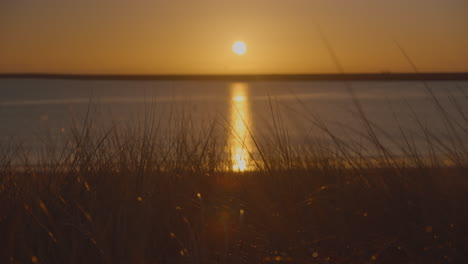 wild beach grass close up blowing in the wind at sunrise, back lit by the sun