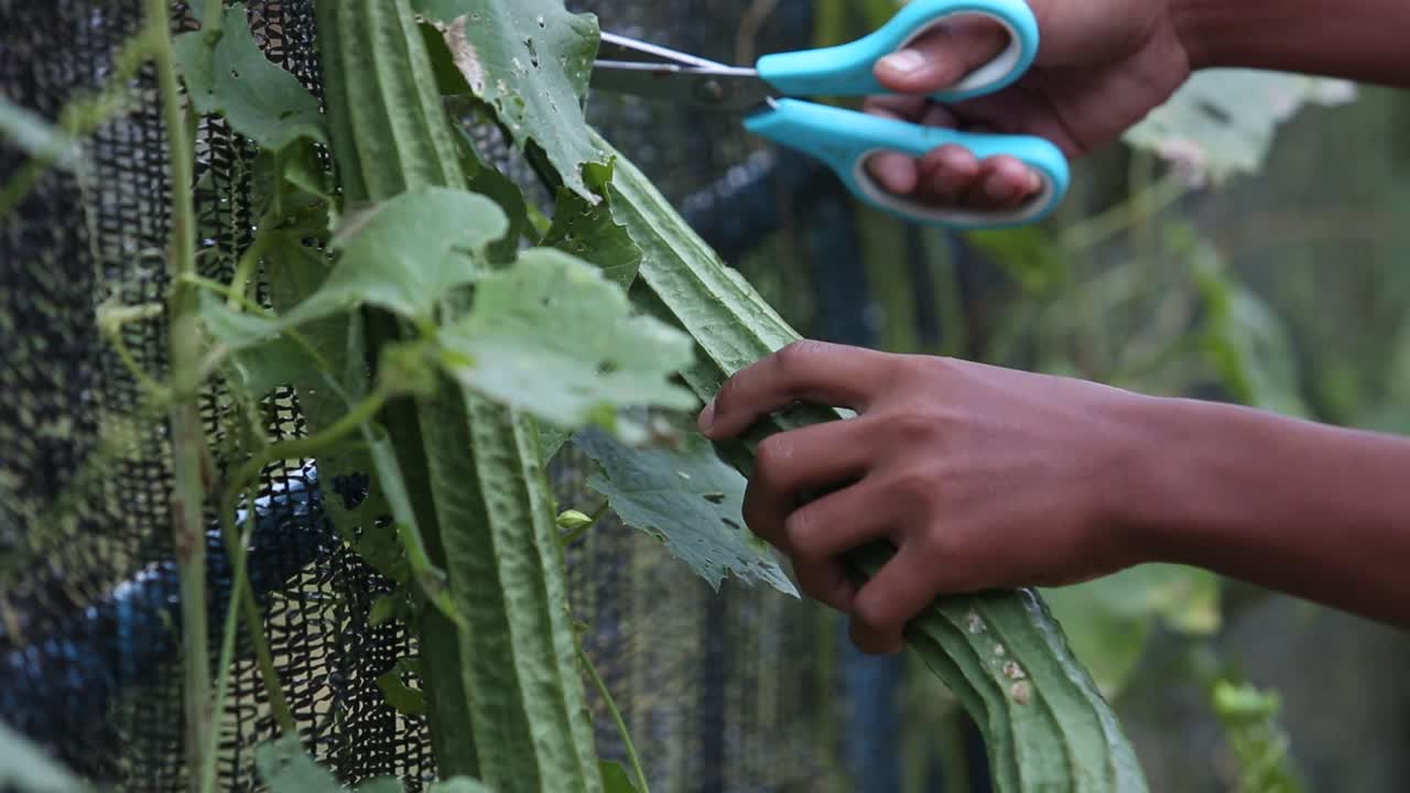 planta de calabacín, planta de calabacín tailandés