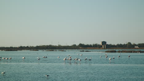 Flamencos-Salvajes-Descansando-Y-Volando-Sobre-Salina-Di-Comacchio-En-Italia-Durante-Un-Hermoso-Día-Claro-Y-Soleado