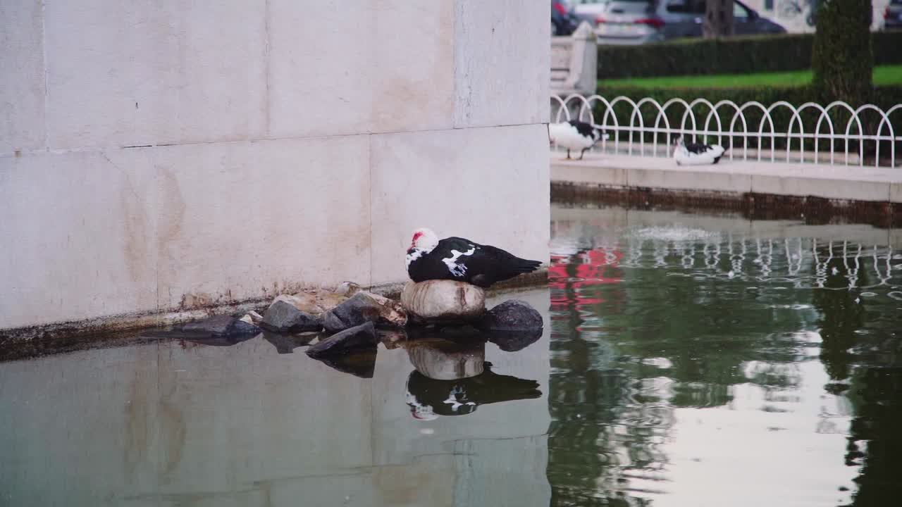 바위 위에 앉아 있는 새, 호수 위에서