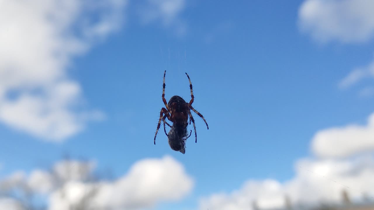 Spider Eats Wasp Caught in Its Web Against a Blue Sky
