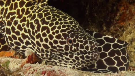 Honeycomb-moray-eel-resting-close-up-to-the-camera-on-tropical-coral-reef