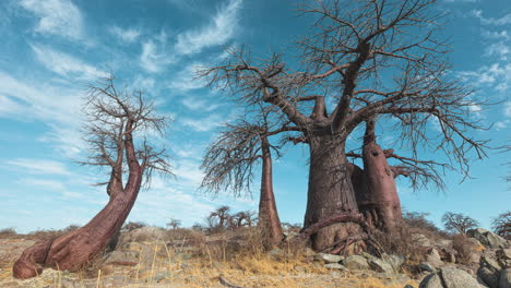 Blue-Sky-And-Wispy-Clouds-Over-The-Baobab-Trees-In-Kubu-Island-In-Makgadikgadi-Pan-In-Botswana,-South-Africa