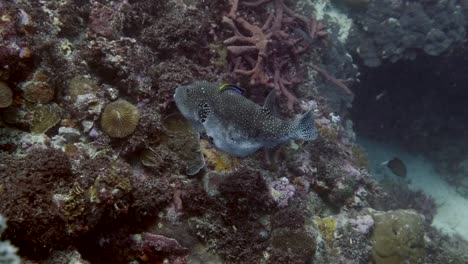 starry pufferfish swimming under the sea with beautiful corals