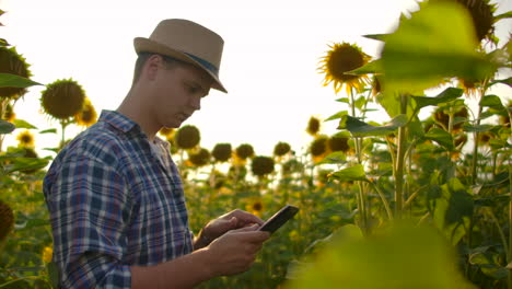 Ein-Junger-Student-Mit-Strohhut-Und-Kariertem-Hemd-Läuft-An-Einem-Sommertag-über-Ein-Feld-Mit-Vielen-Großen-Sonnenblumen-Und-Schreibt-Deren-Eigenschaften-Für-Seine-Wissenschaftliche-Arbeit-Auf-Seinen-Tablet-PC.