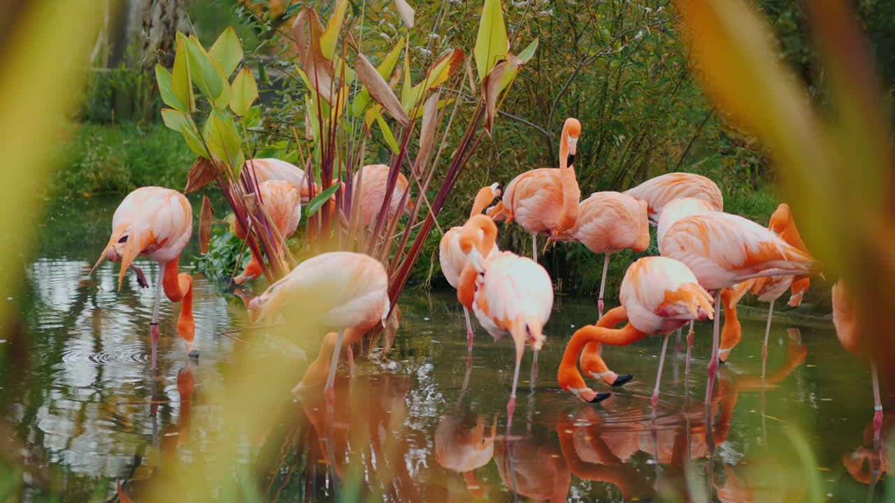 bandada de flamencos rosas americanos