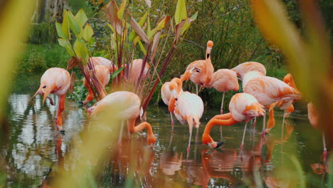 Flock-of-American-Pink-Flamingos