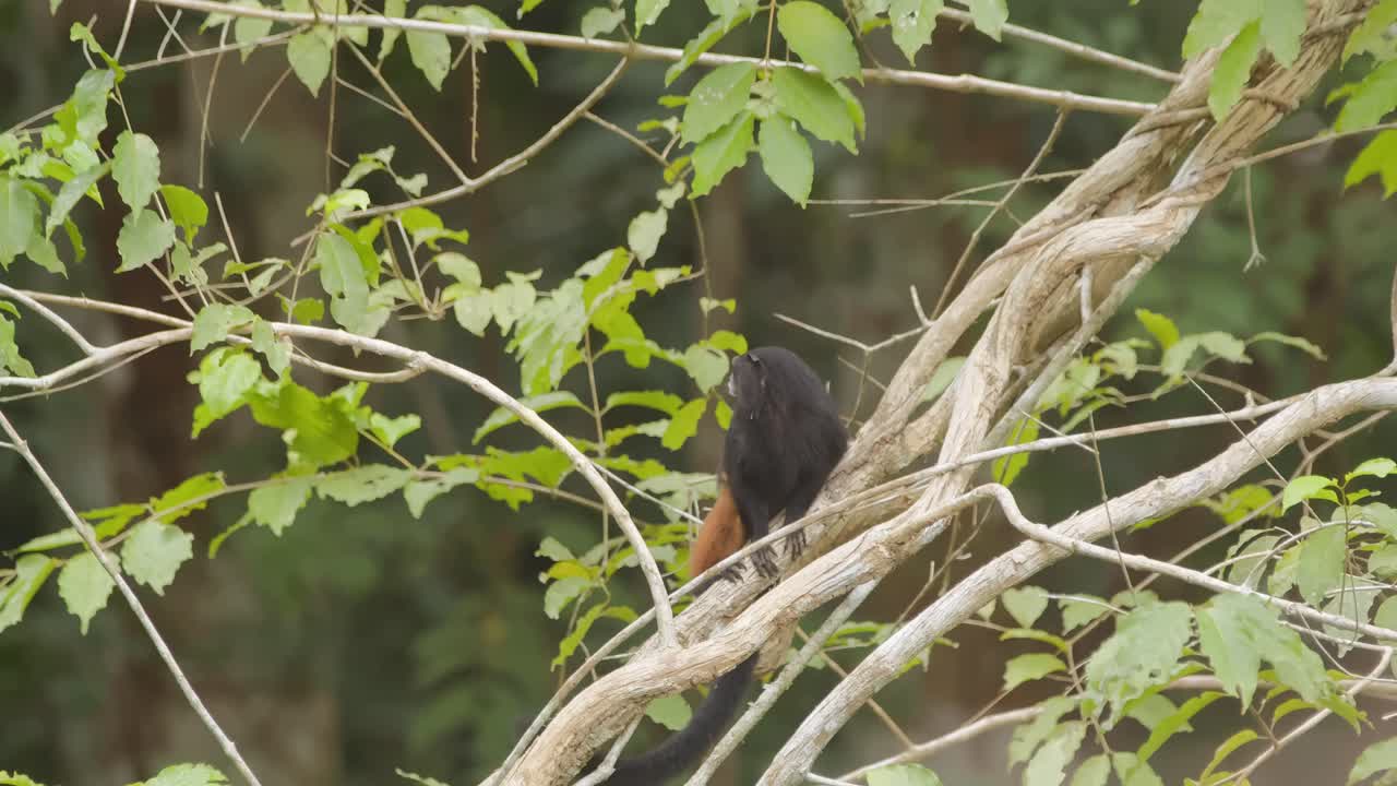 un mono tamarin de silla de montar se sienta en la parte superior de una rama de árbol y mira a su alrededor, tiro estático