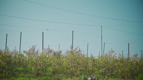blueberry farm field