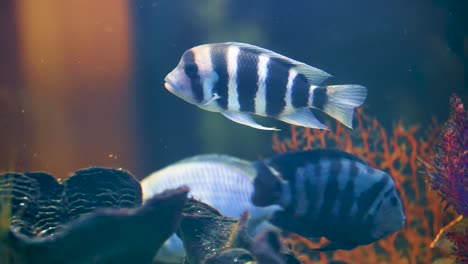 close shot of fishes swimming in an domestic aquarium