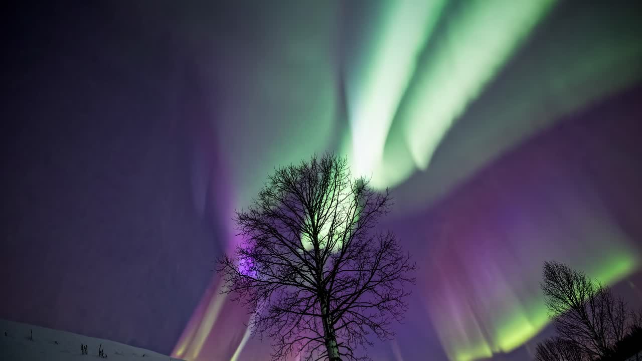 Silhouetted tree against vibrant northern lights in a wide-angle shot, capturing the ethereal beauty