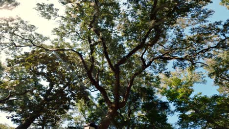 Walking-Under-beautiful-Virginia-live-oak-trees-with-spanish-moss-in-Hilton-Head,-South-Carolina