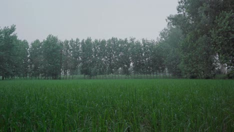 a cloudy and windy day at farm in northern india