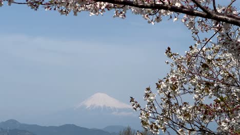 beautiful mt. fuji in distance with cherry blossoms