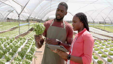 examining basil plant, african american farmers using tablet for hydroponic farming in greenhouse