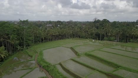 AERIAL:-Rice-terraces-in-Ubud-Bali