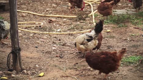 Close-up-of-a-flock-of-chickens-on-farm