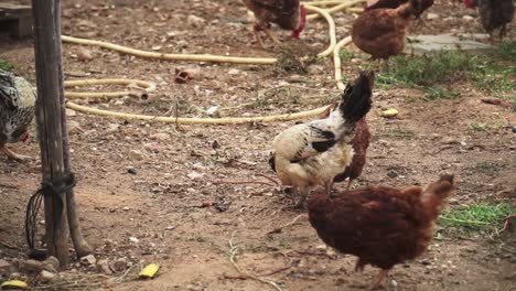 close up of a flock of chickens on farm