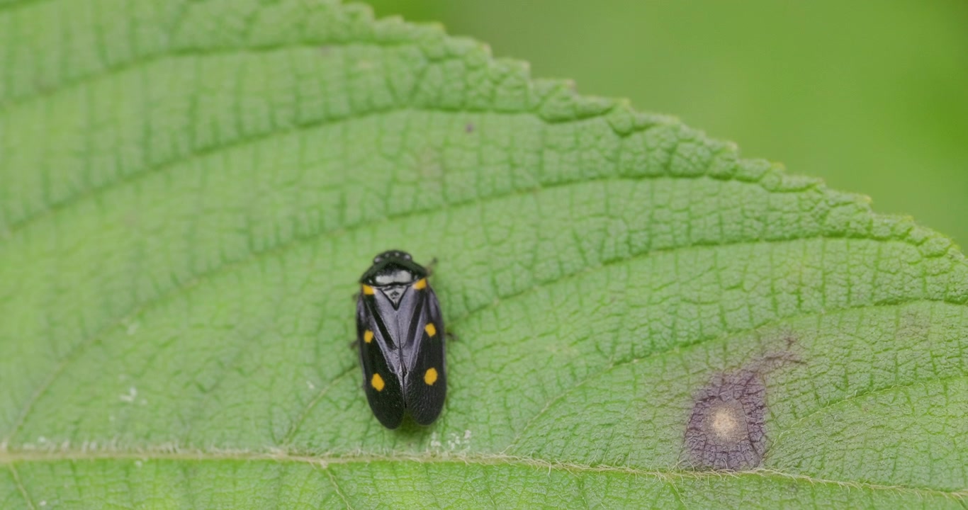 Rare spittlebug adult perched on a leaf, showing striking yellow spots across its black wings