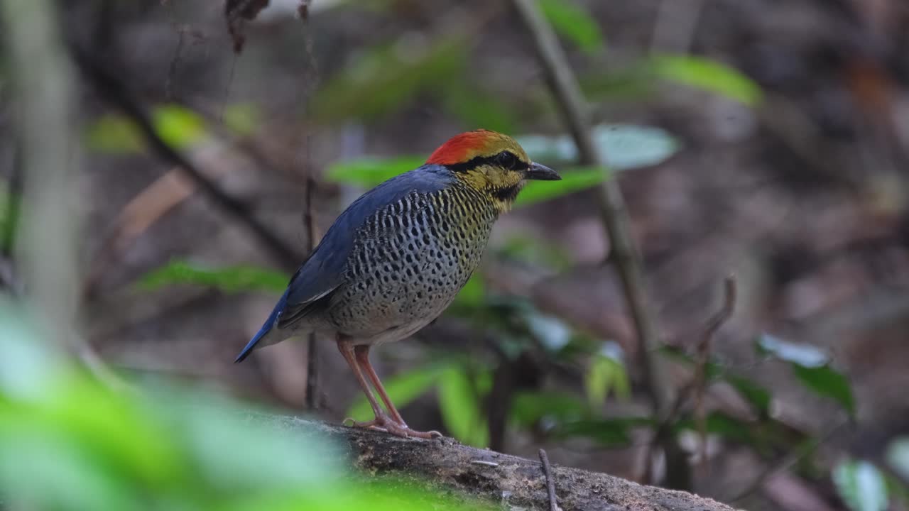 una pitta azul (hydrornis cyaneus) que está de pie en una rama caída en descomposición en el bosque de un parque nacional en tailandia.