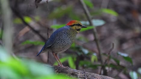 zooming out of a blue pitta hydrornis cyaneus that is standing on a fallen decaying branch in the forest of a national park in thailand