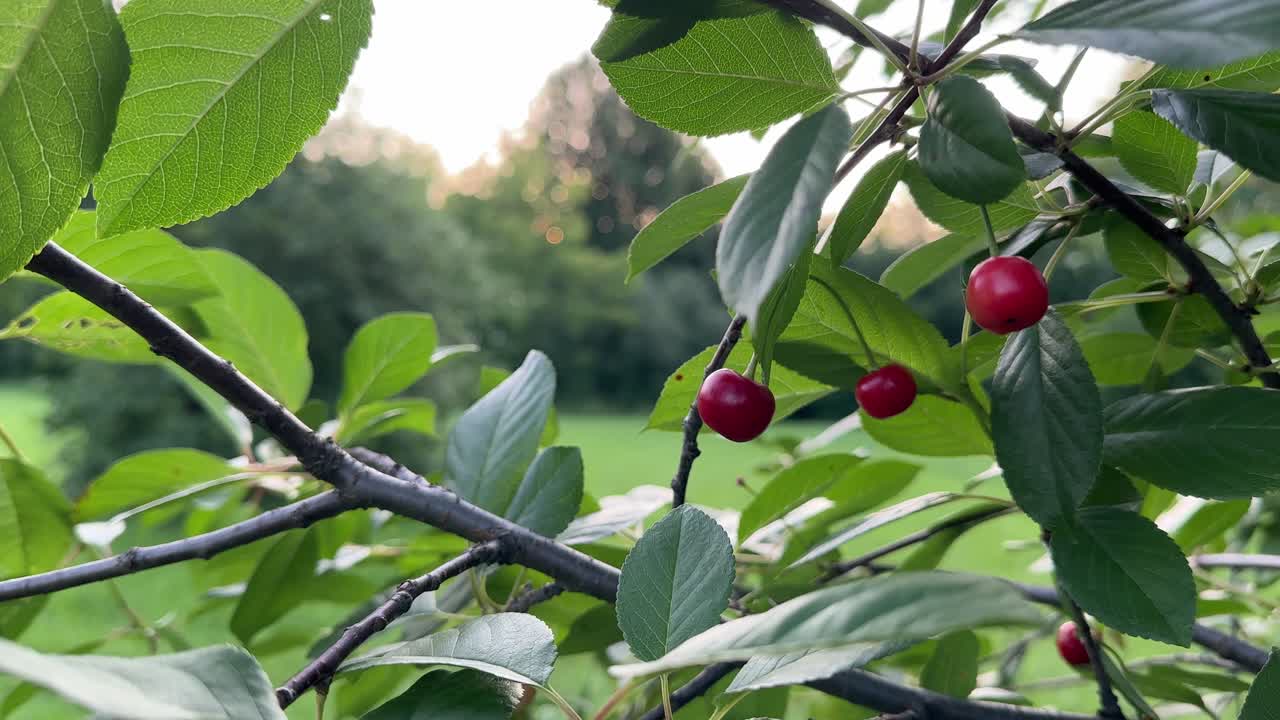 Ripe cherry fruits on the background of sunrise - 2 (4K60)